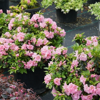 Rhododendron (Reblooming Azalea) - Perfecto Mundo&reg; 'Double Pink'