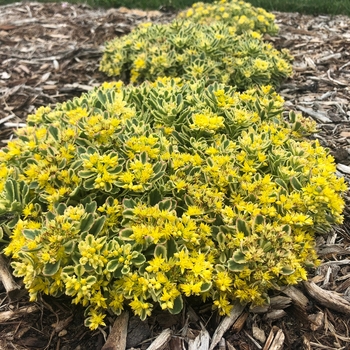 Sedum (Stonecrop) - Rock 'N Grow&reg; 'Boogie Woogie'