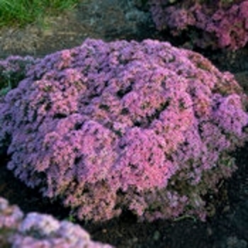 Sedum (Stonecrop) - Rock 'N Round&reg; 'Pride and Joy'