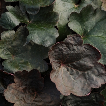 Heuchera - 'Carnival Black Olive' Coral Bell
