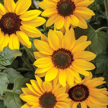 Helianthus (Sunflower) - Suncredible&reg; 'Yellow'