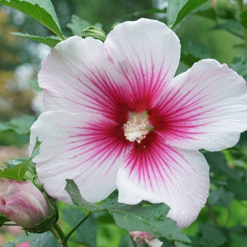 Hibiscus syriacus - Rose of Sharon