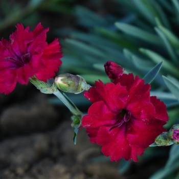 Dianthus - Mountain Frost&trade; 'Red Garnet'