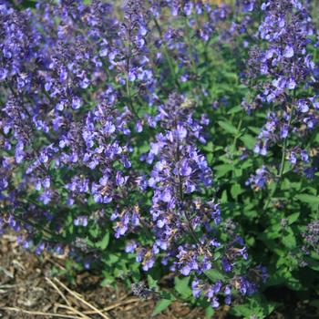Nepeta x faassenii - 'Junior Walker&trade;' Catmint