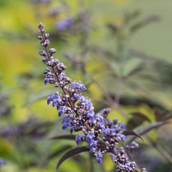 Vitex - 'Flip Side&reg;' Chaste Tree