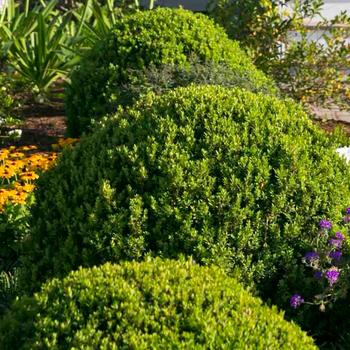 Buxus microphylla var japonica - 'Baby Gem™' Boxwood
