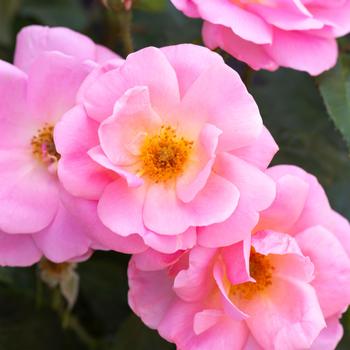 Rosa (Rose) - Knock Out&reg; 'Peachy'