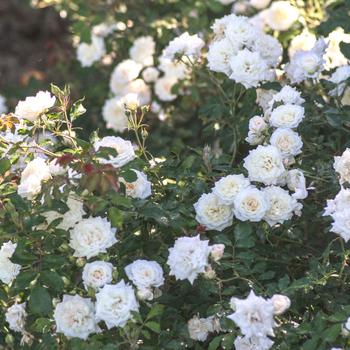 Rosa - 'White Drift&reg;' Rose