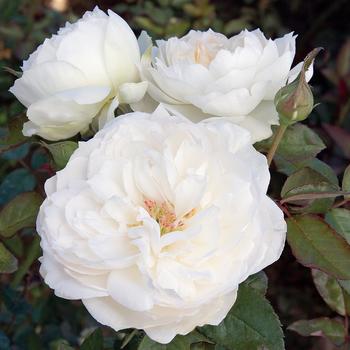 Rosa (Garden Rose) - 'Bolero&trade;' 