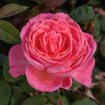 Rosa - Liv Tyler&trade; Rose