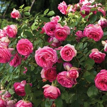 Rosa (Climbing Rose) - Eden Climber&reg; 'Pretty in Pink'