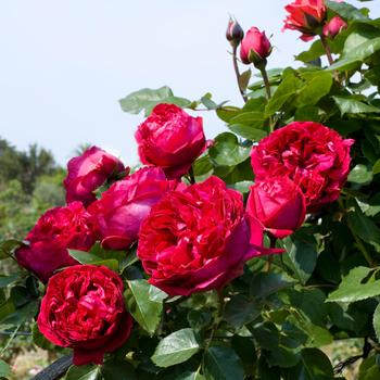 Rosa - 'Eden Climber&reg; Red' Climbing Rose