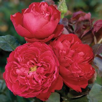 Rosa - 'Traviata&reg;' Hybrid Tea Rose