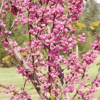 Cercis canadensis - 'Pink Pom Poms' Eastern Redbud
