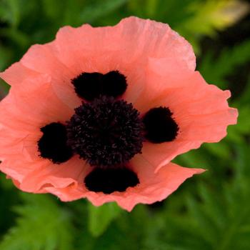 Papaver orientale - 'Queen Alexandra' Poppy-Oriental