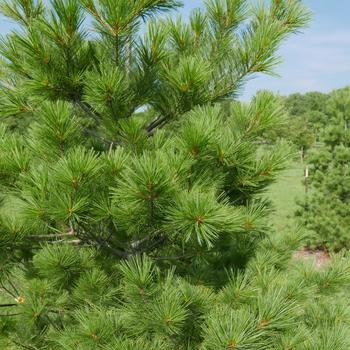 Pinus strobus - Eastern White Pine