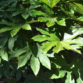 Fatsia japonica - Japanese Aralia