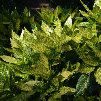 Aucuba japonica - Spotted Laurel