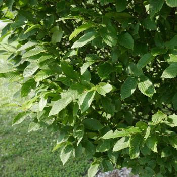 Carpinus betulus - European hornbeam