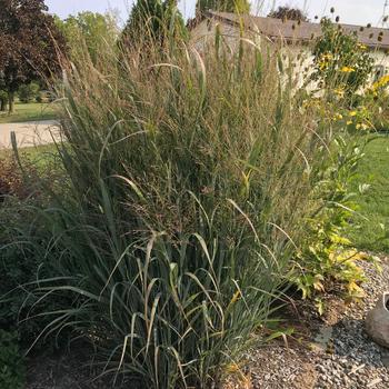 Panicum virgatum (Switch Grass) - 'Northwind' 