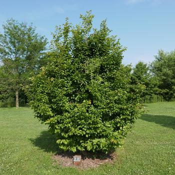 Parrotia persica - Persian Spire&trade;
