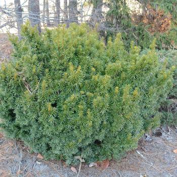 Taxus cuspidata - 'Dwarf Bright Gold' Yew