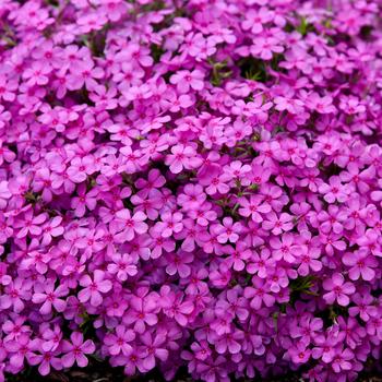 Phlox (Creeping Phlox) - Spring Bling&trade; 'Ruby Riot'