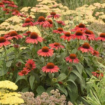 Echinacea (Coneflower) - Color Coded&reg; 'Frankly Scarlet'