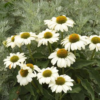 Echinacea (Coneflower) - Color Coded&trade; 'The Price is White'