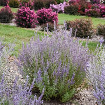 Perovskia atriplicifolia (Russian Sage) - 'Sage Advice'
