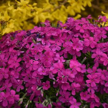 Phlox (Spring Phlox) - Mountainside&trade; 'Majestic Magenta'