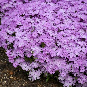 Phlox (Creeping Phlox) - Spring Bling&trade; 'Pink Sparkles'
