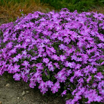 Phlox (Creeping Phlox) - Spring Bling&trade; 'Rose Quartz'