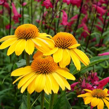 Echinacea (Coneflower) - Sombrero&reg; 'Lemon Yellow'