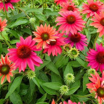 Echinacea (Coneflower) - Sombrero&reg; 'Tres Amigos'
