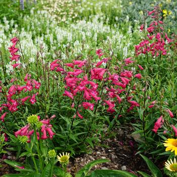 Penstemon (Beard Tongue) - MissionBells&trade; 'Deep Rose'