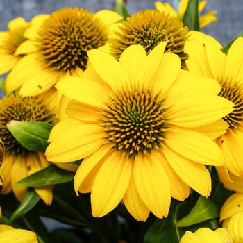 Echinacea purpurea (Coneflower) - Sombrero Poco&trade; Yellow
