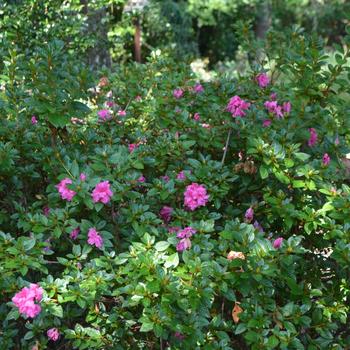 Rhododendron (Azalea) - Encore&reg; 'Autumn Princess&reg;'