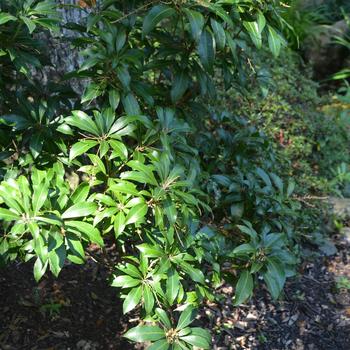 Pieris japonica - 'Historyland Supreme'