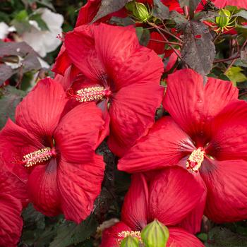 Hibiscus moscheutos (Rose-Mallow) - Head Over Heels&reg; 'Desire'