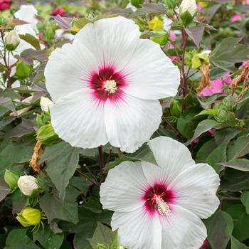 Hibiscus moscheutos (Rose-Mallow) - Head Over Heels&reg; 'Dream'