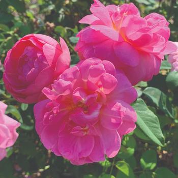 Rosa - Sitting Pretty&trade; Shrub Rose