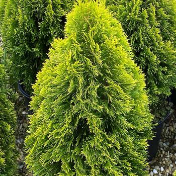 Thuja occidentalis - 'Highlights&trade;' Arborvitae