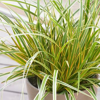 Carex oshimensis (Sedge) - EverColor&reg; 'Everglow'