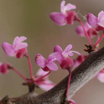 Cercis canadensis - 'Pink Heartbreaker' Redbud