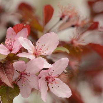Malus - 'Royal Raindrops&reg;' Crabapple