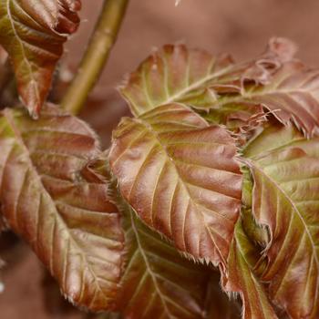Fagus sylvatica - 'Red Obelisk' European Beech