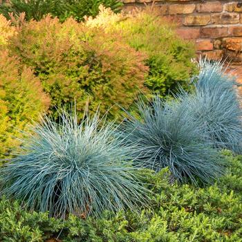 Festuca glauca - 'Beyond Blue&trade;' Blue Fescue