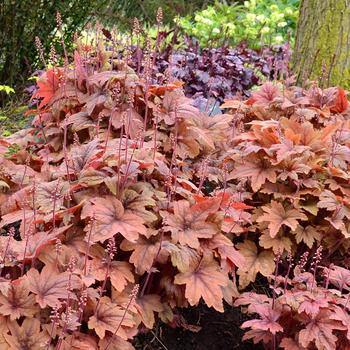 Heucherella - 'Sweet Tea' Foamy Bells
