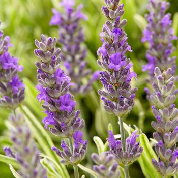 Lavandula angustifolia - 'Platinum Blonde&trade;' Lavender